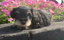 Schnoodle dogs for sale: Isaac - Image 4