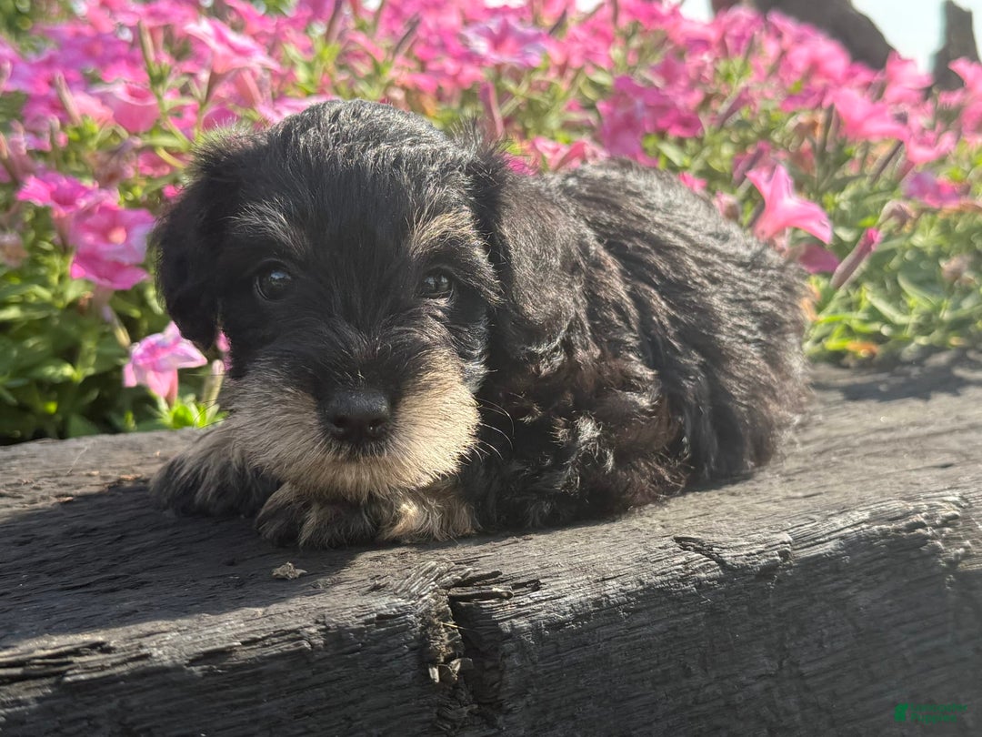 Schnoodle dogs for sale: Isaac - Image 4