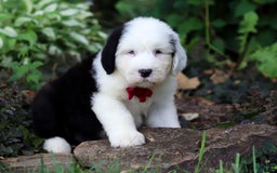 Old English Sheepdog dogs for sale: Dallas - Image 1