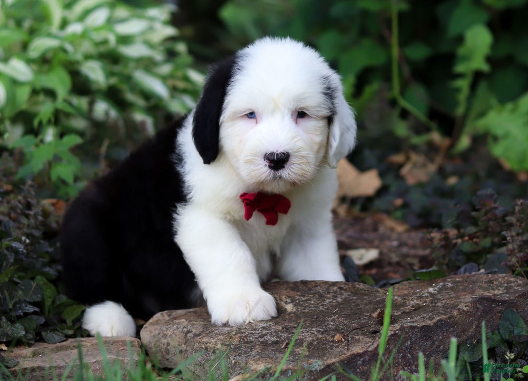 Old English Sheepdog dogs for sale: Dallas - Image 1