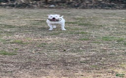 American Bully dogs for sale: Taz - Image 3