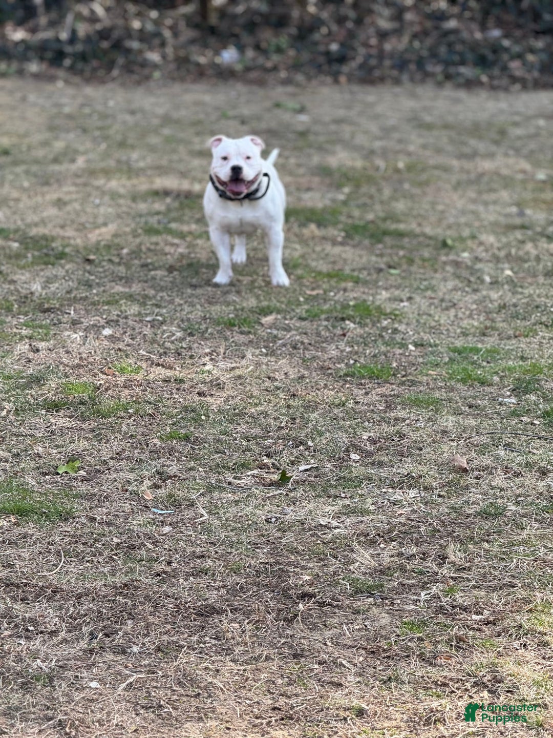 American Bully dogs for sale: Taz - Image 3