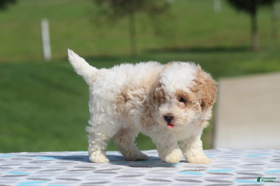 Maltipoo dogs for sale: Charlier - Image 1