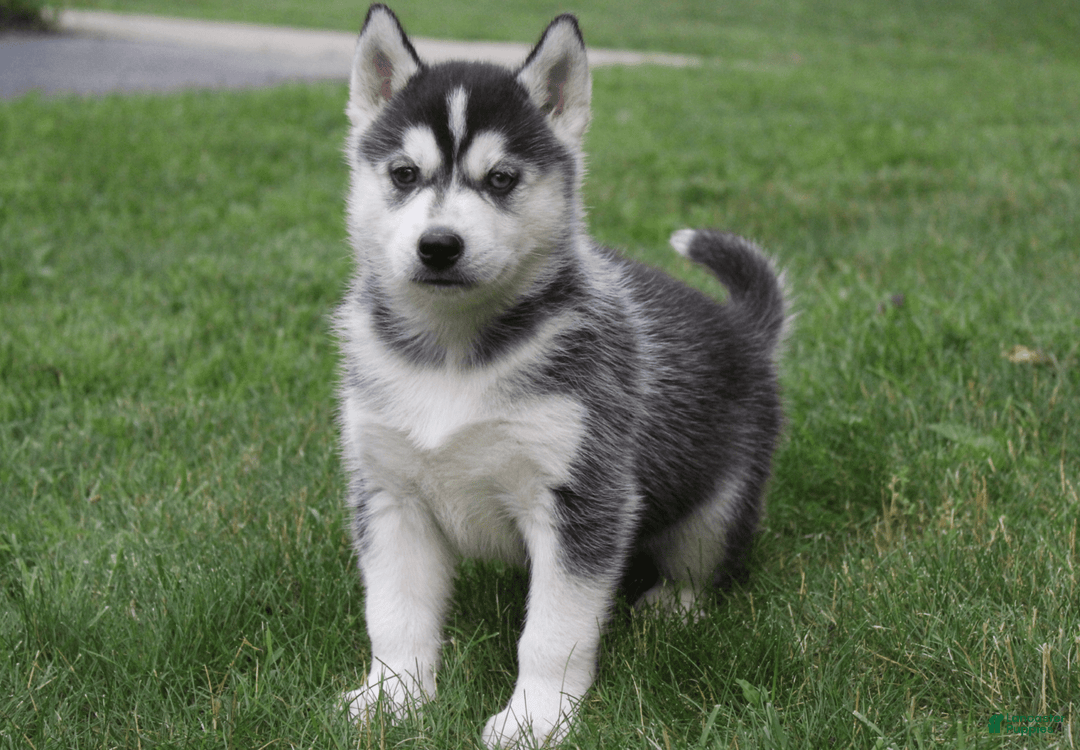 Siberian Husky dogs for sale: Alaska - Image 16