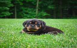 Rottweiler dogs for sale: Clair Bear - Image 16