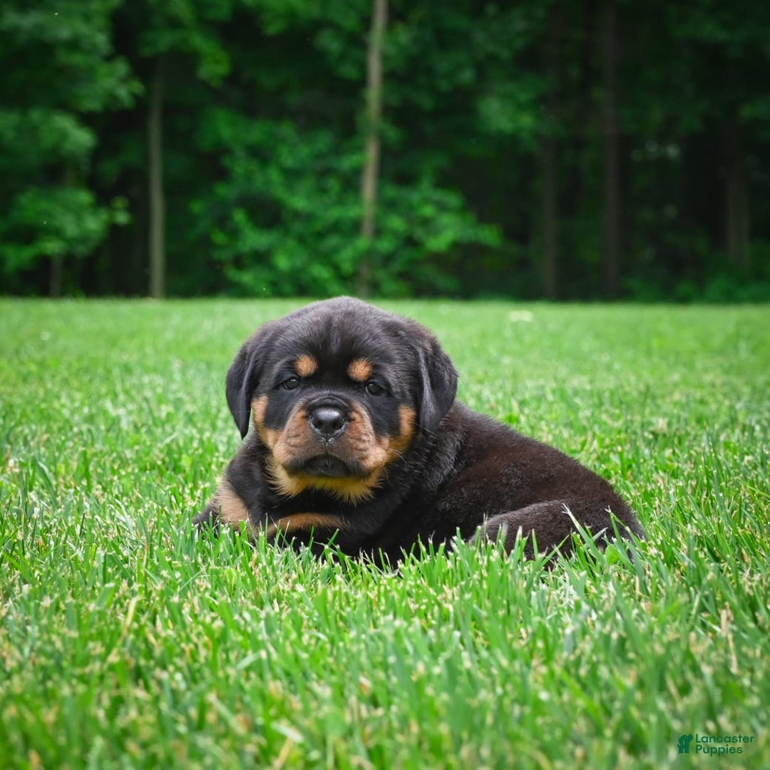 Rottweiler dogs for sale: Clair Bear - Image 16