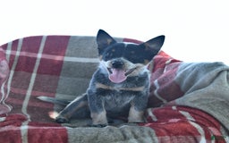 Australian Cattle Dog dogs for sale: Piper - Image 2