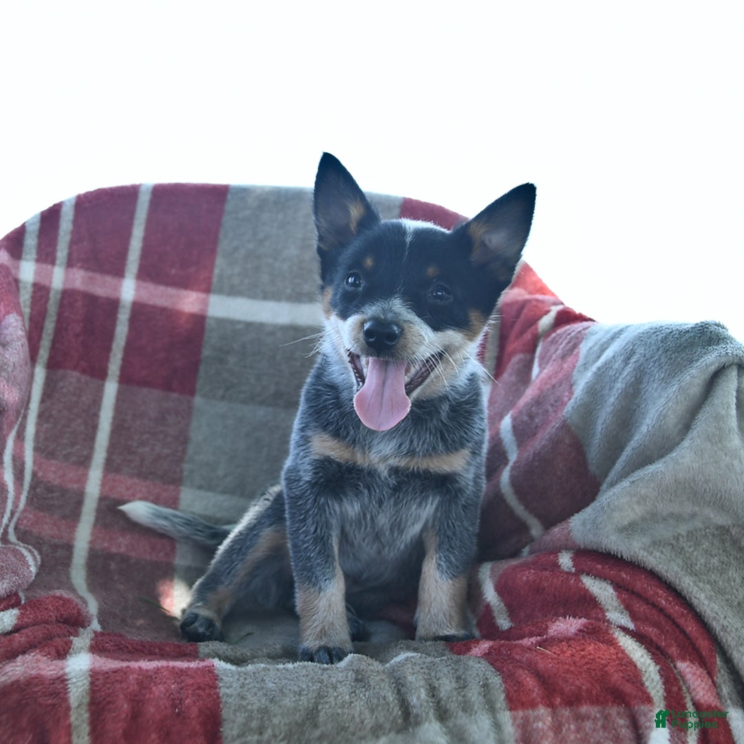 Australian Cattle Dog dogs for sale: Piper - Image 2