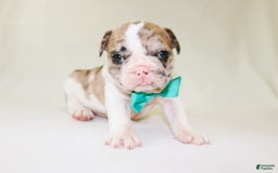 French Bulldog dogs for sale: Zeus Akc - Image 7