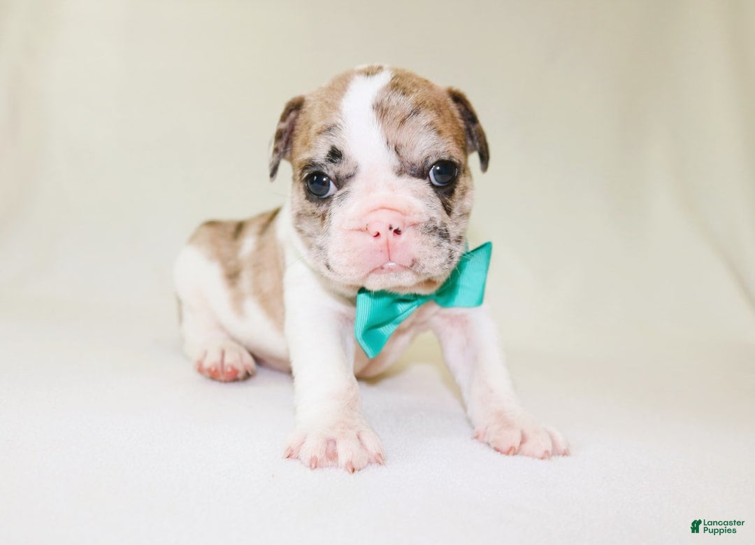 French Bulldog dogs for sale: Zeus Akc - Image 7