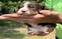 English Springer Spaniel dogs for sale: Female 1 - Image 5