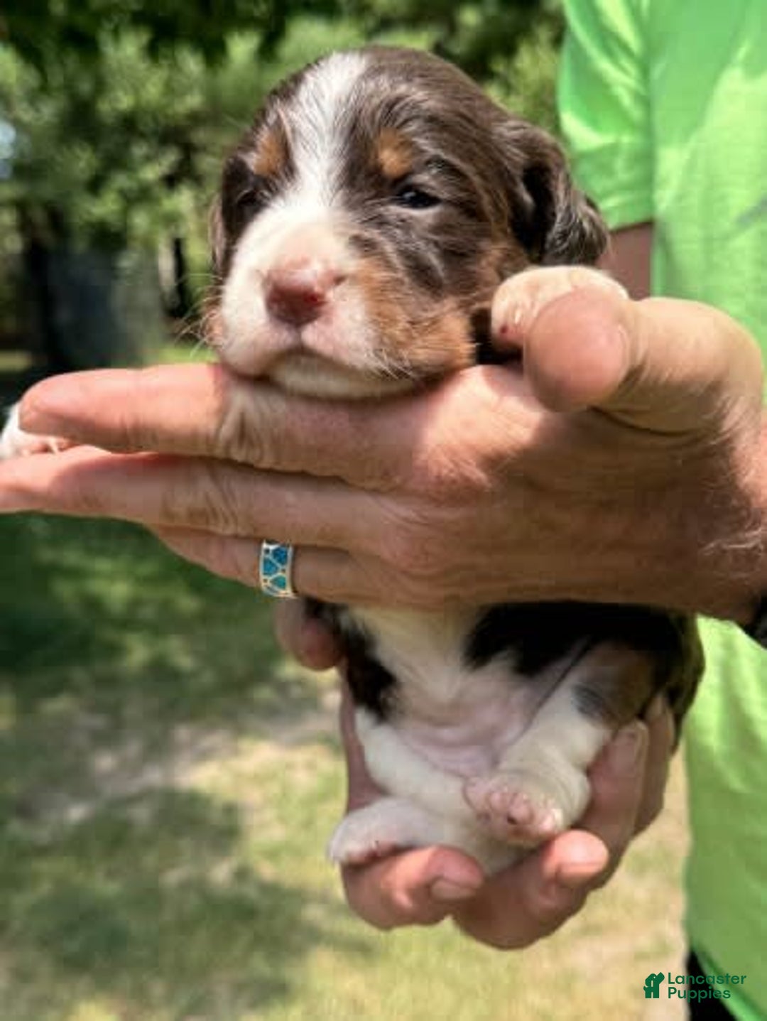 English Springer Spaniel dogs for sale: Female 1 - Image 5