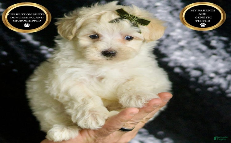Maltipoo dogs - Advert 36