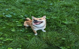 Shiba Inu dogs for sale: Asa - Image 4
