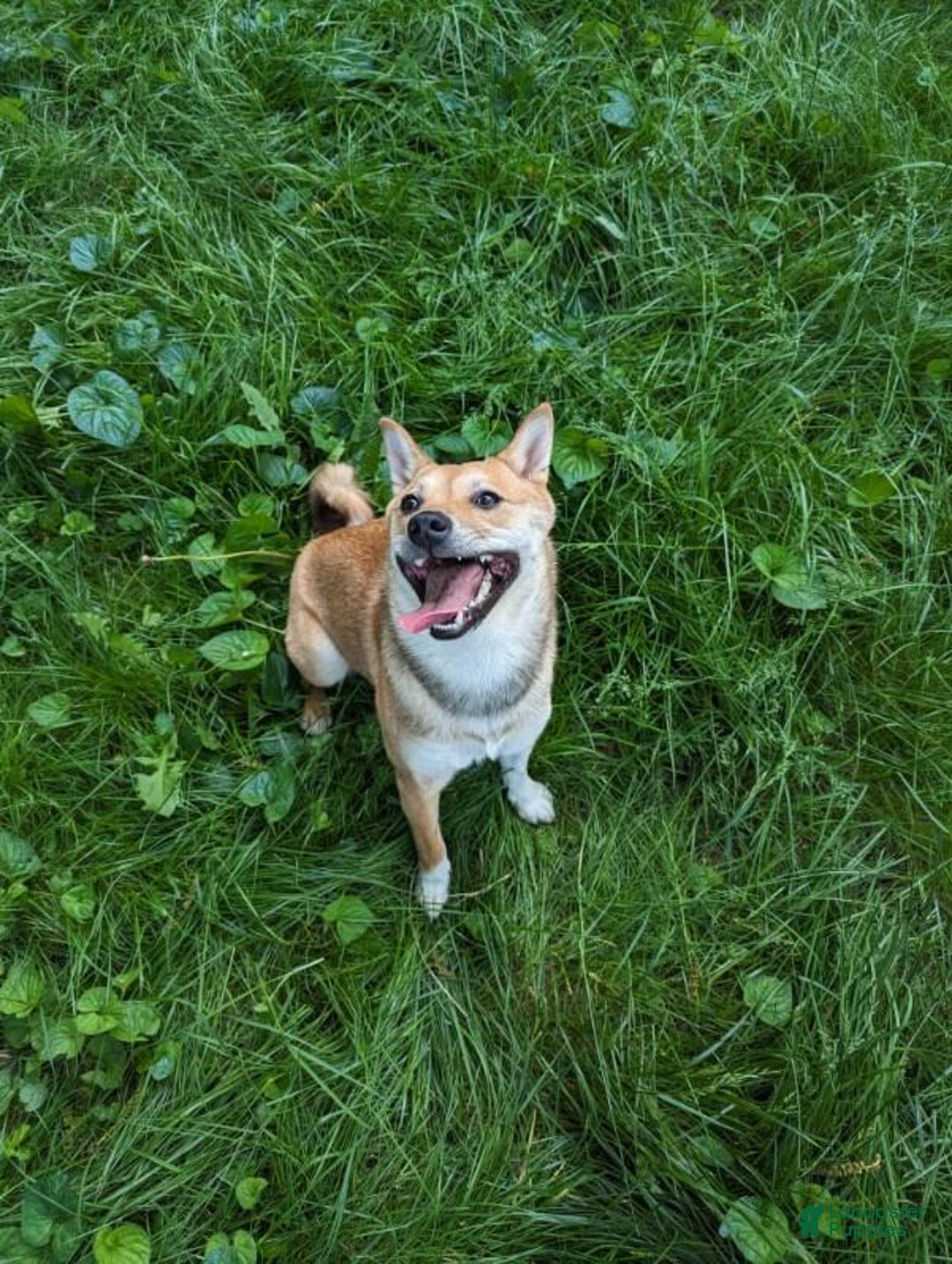 Shiba Inu dogs for sale: Asa - Image 4