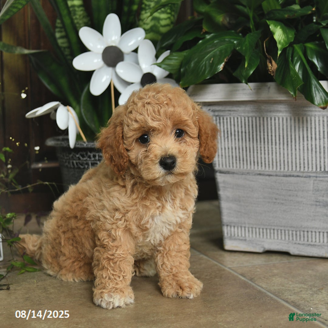 Shihpoo dogs for sale: West - Image 1