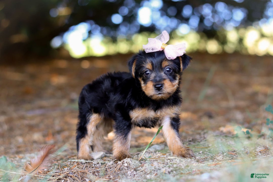 Yorkshire Terrier dogs for sale: Holly - Image 2
