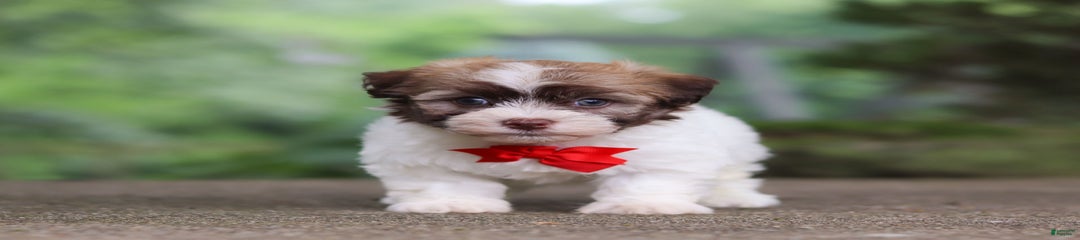 Clyde