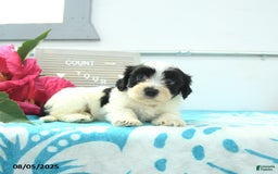 Havanese dogs for sale: Newton - Image 3