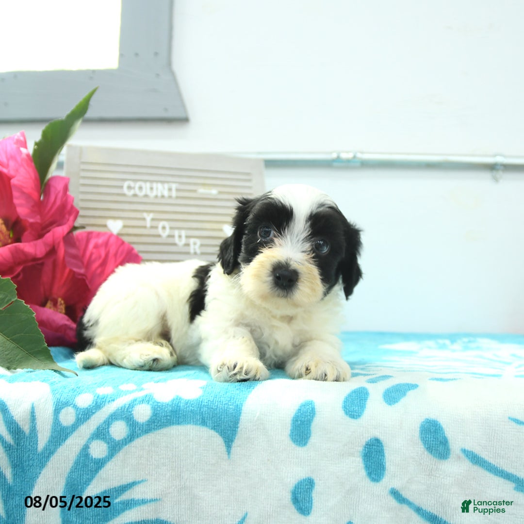 Havanese dogs for sale: Newton - Image 3