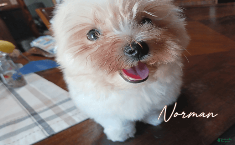 Morkie dogs for sale - Ad 3