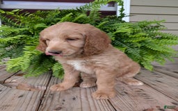 Goldendoodle dogs for sale: Lolly - Image 14