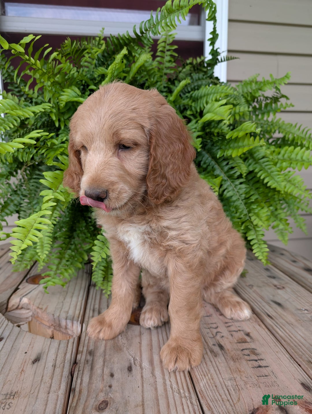 Goldendoodle dogs for sale: Lolly - Image 14