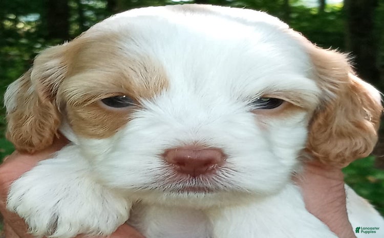 Portuguese Water Dog dogs for sale - Ad 4