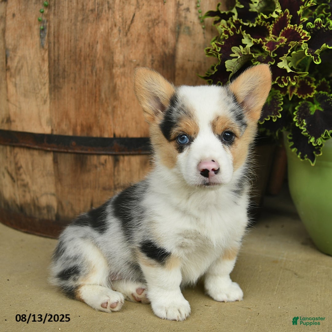Welsh Corgi Pembroke dogs for sale: Rosemary - Image 5