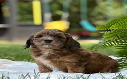 Mini Aussiedoodle dogs for sale: Raya - Image 4