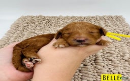 Mini Goldendoodle dogs for sale: Petite Belle - Image 12