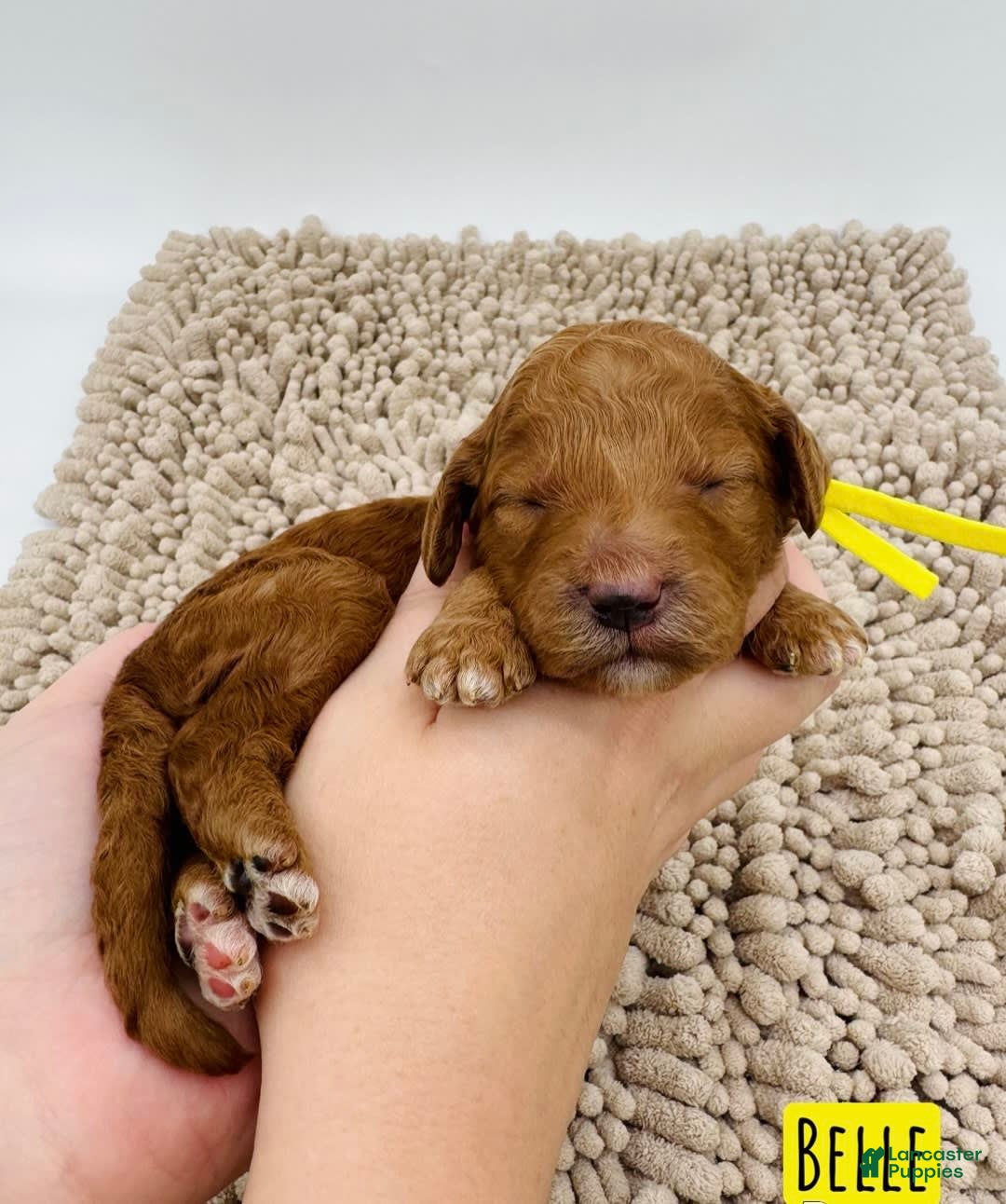 Mini Goldendoodle dogs for sale: Petite Belle - Image 12