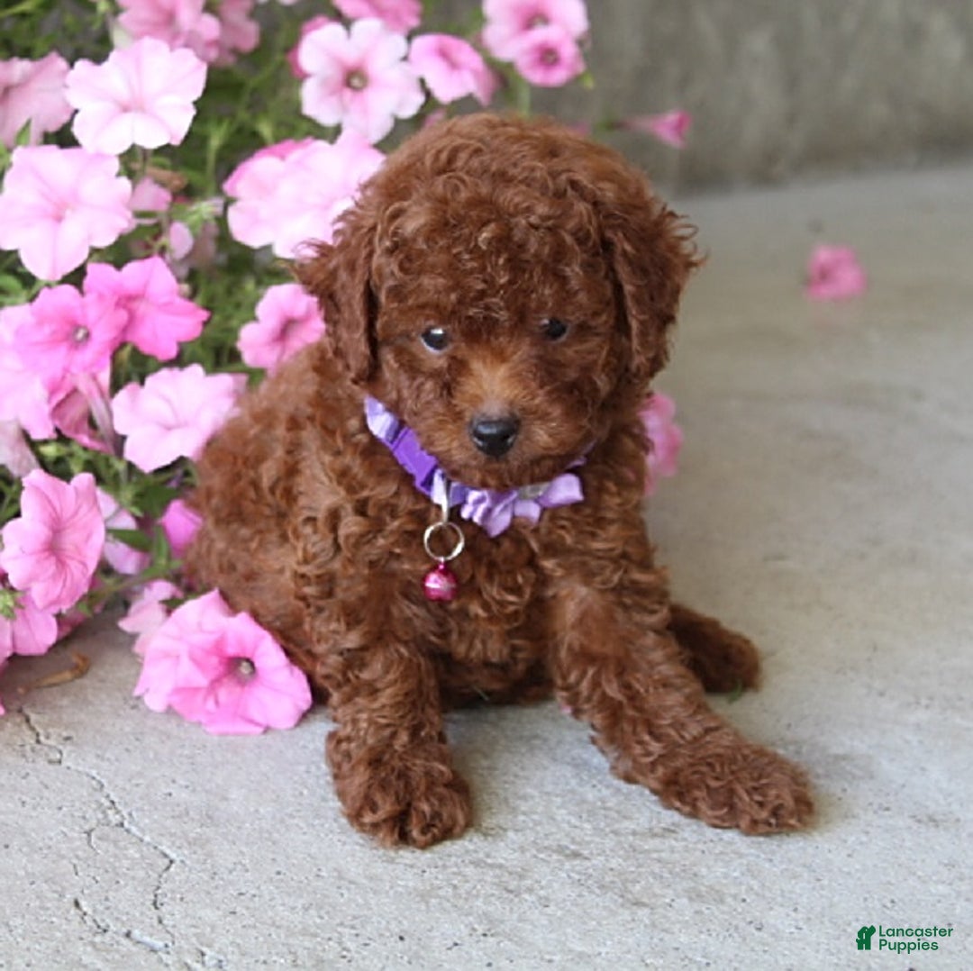 Toy Poodle dogs for sale: Tilly - Image 2
