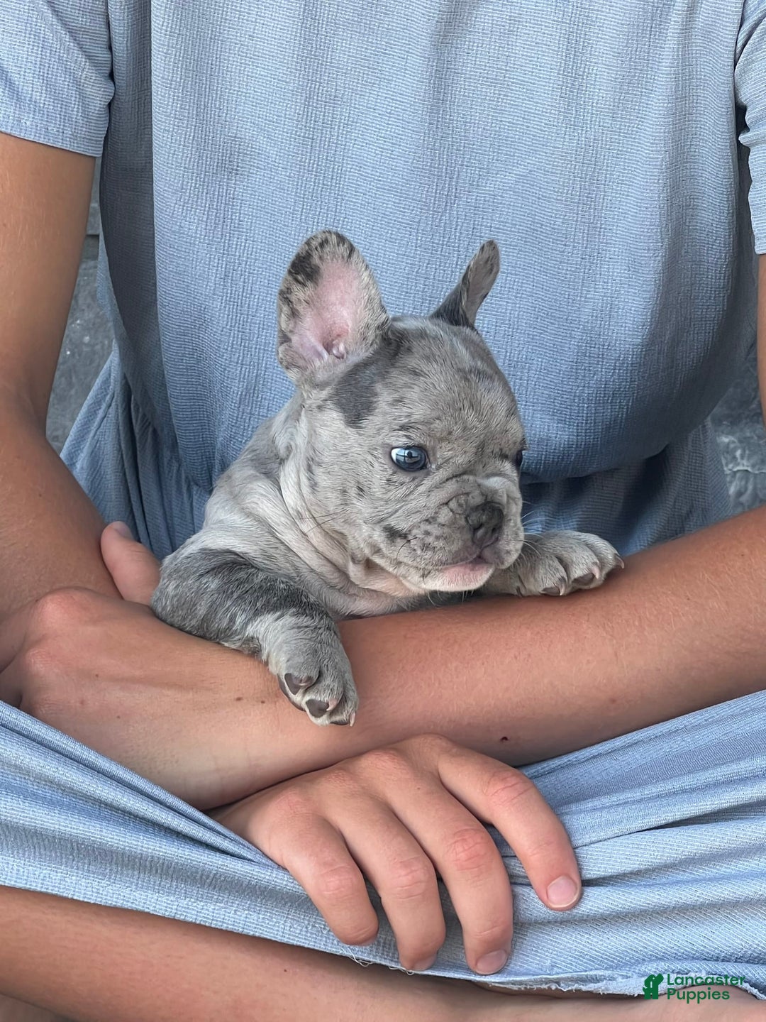 French Bulldog dogs for sale: Loki - Image 5