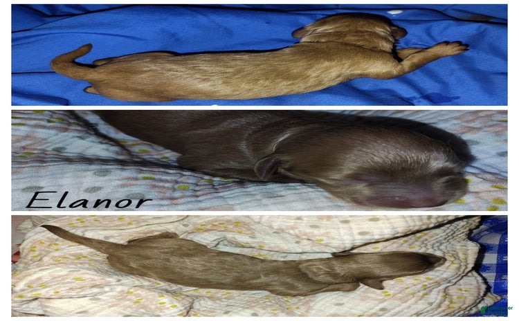 Mini Goldendoodle dogs for sale - Ad 3