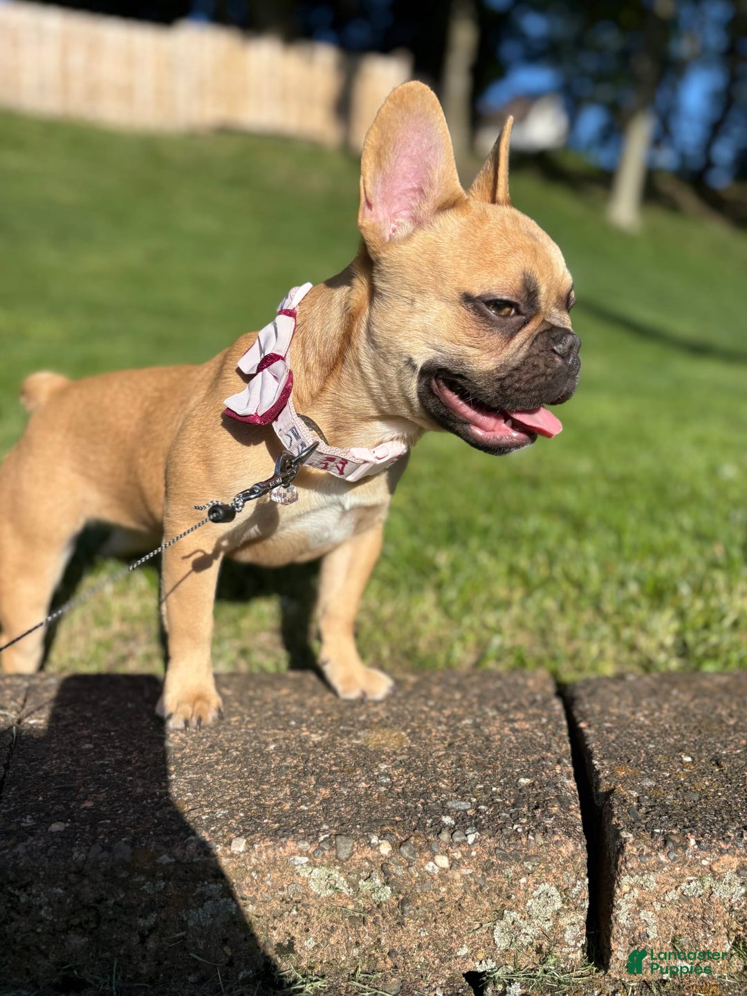 French Bulldog dogs for sale: Masha - Image 1