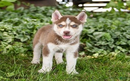 Pomsky dogs for sale: Kline - Image 2