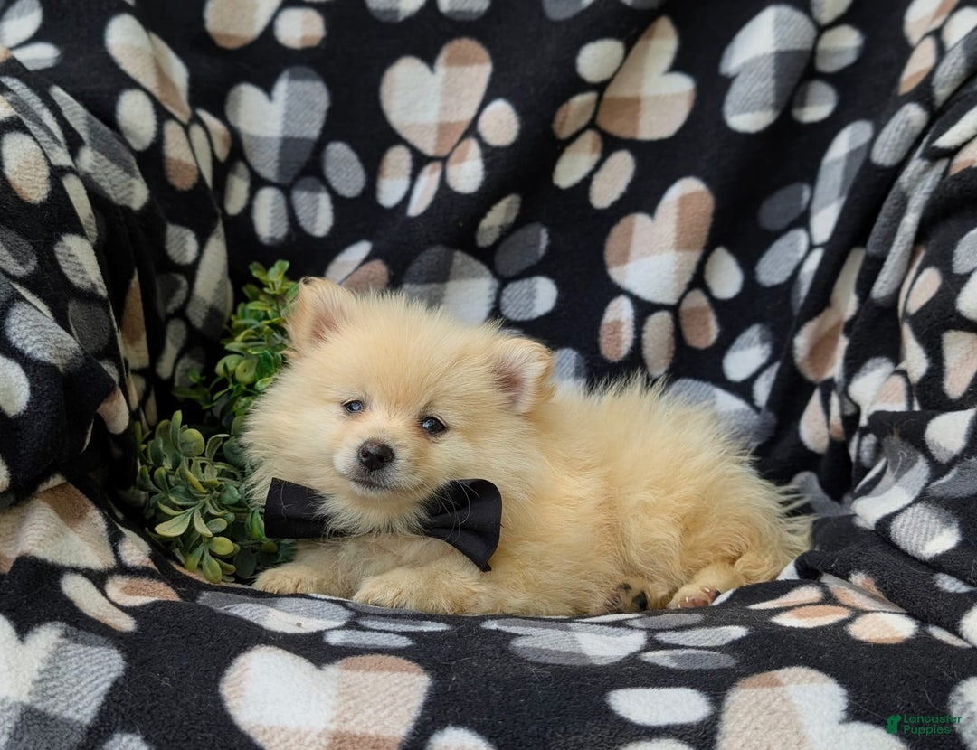 Pomeranian dogs for sale: Pomeranian 5 puppies - Image 8