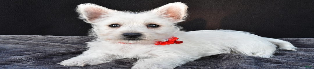 Orla