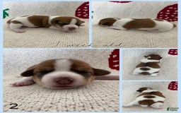 Jack Russell Terrier dogs for sale: Bear - Image 2