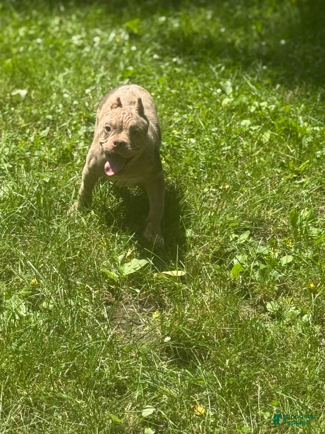 American Bully dogs for sale: Peso - Image 4