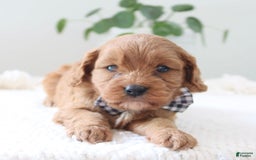 Cavapoo dogs for sale: Flash - Image 1