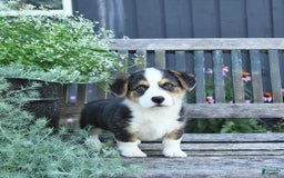 Welsh Corgi Pembroke dogs for sale: Hunter - Image 4