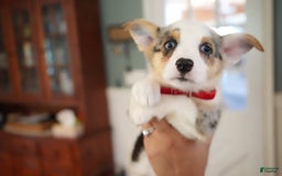 Welsh Corgi Pembroke dogs for sale: Mrs Red - Image 4