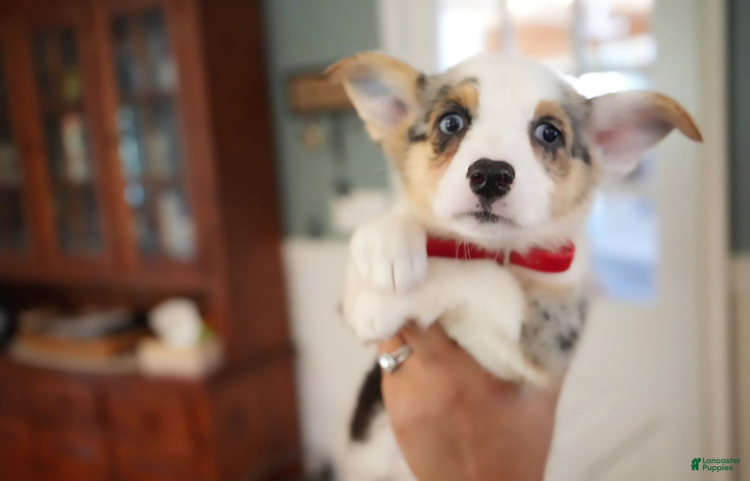 Welsh Corgi Pembroke dogs for sale: Mrs Red - Image 4