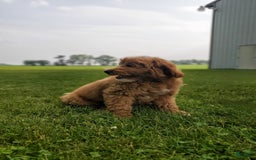 Mini Goldendoodle dogs for sale: Milo F1b - Image 31