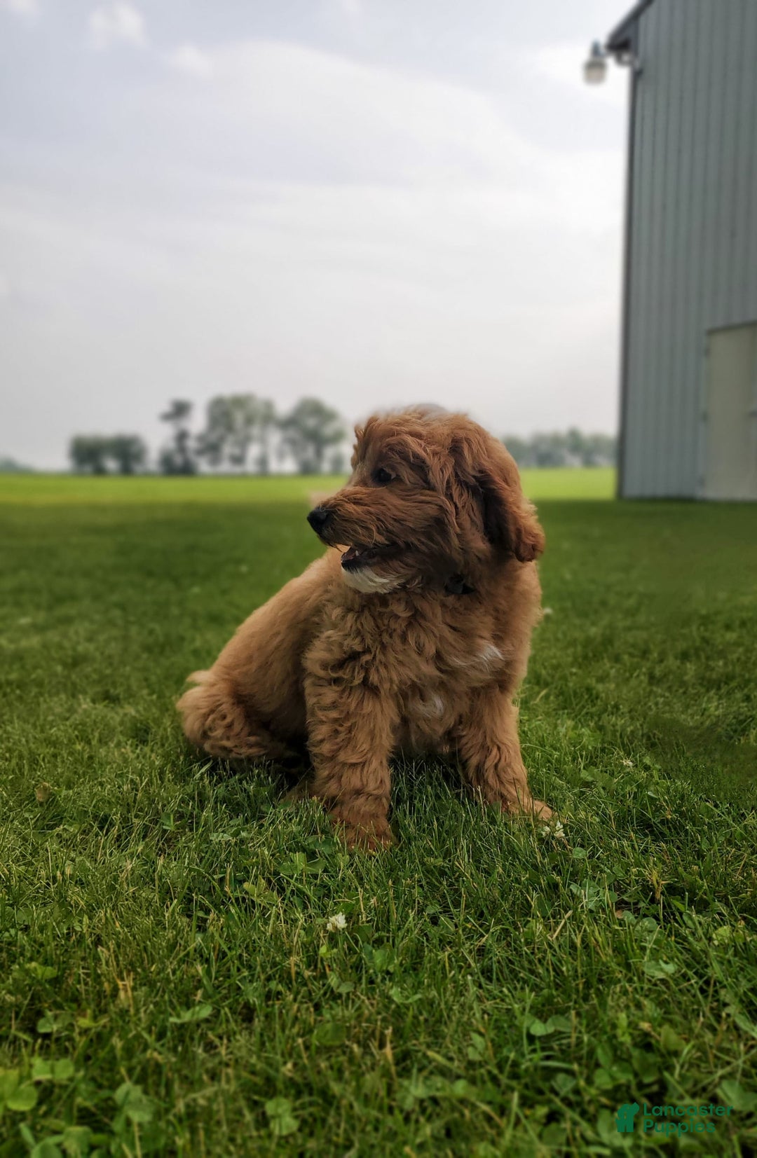 Mini Goldendoodle dogs for sale: Milo F1b - Image 31