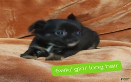 Chihuahua dogs for sale: Rouge - Image 2