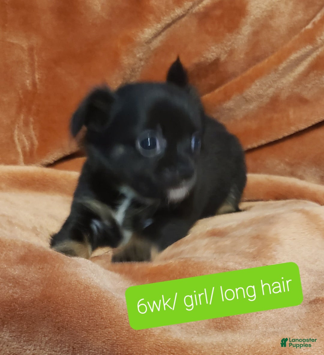 Chihuahua dogs for sale: Rouge - Image 2