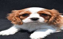 Cavalier King Charles Spaniel dogs for sale: Chase - Image 4